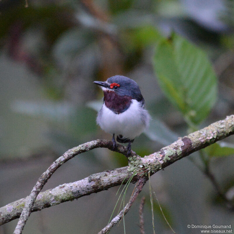 Brown-throated Wattle-eye female adult, identification