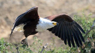 African Fish Eagle