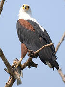 African Fish Eagle