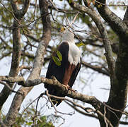 African Fish Eagle