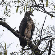 African Fish Eagle