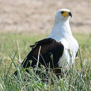 African Fish Eagle