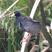 Black Crake