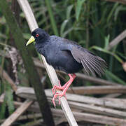 Black Crake