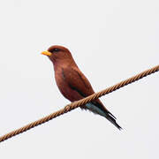 Broad-billed Roller