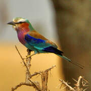 Lilac-breasted Roller