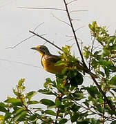 Yellow-throated Longclaw