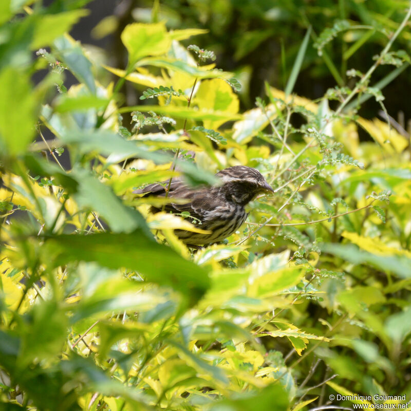 Streaky Seedeateradult, identification, eats