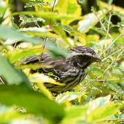 Streaky Seedeater