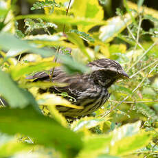 Serin strié