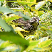 Streaky Seedeater