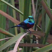 Red-chested Sunbird