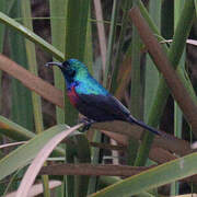 Red-chested Sunbird