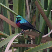 Red-chested Sunbird