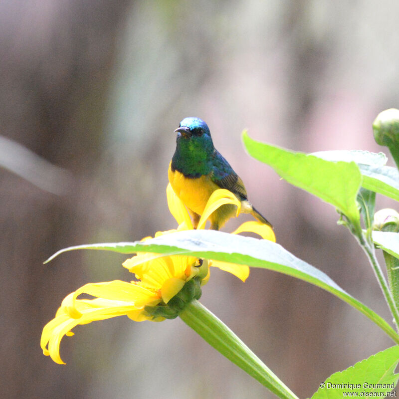 Collared Sunbird male adult breeding, identification