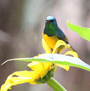 Collared Sunbird