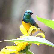 Collared Sunbird