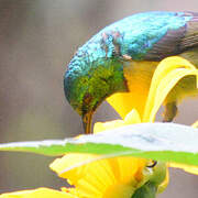 Collared Sunbird