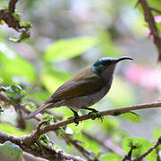 Green-headed Sunbird