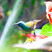 Green-headed Sunbird