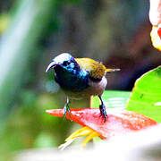 Green-headed Sunbird