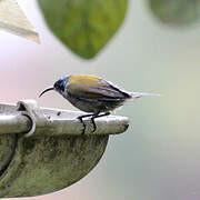 Green-headed Sunbird