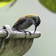 Green-headed Sunbird