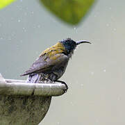 Green-headed Sunbird