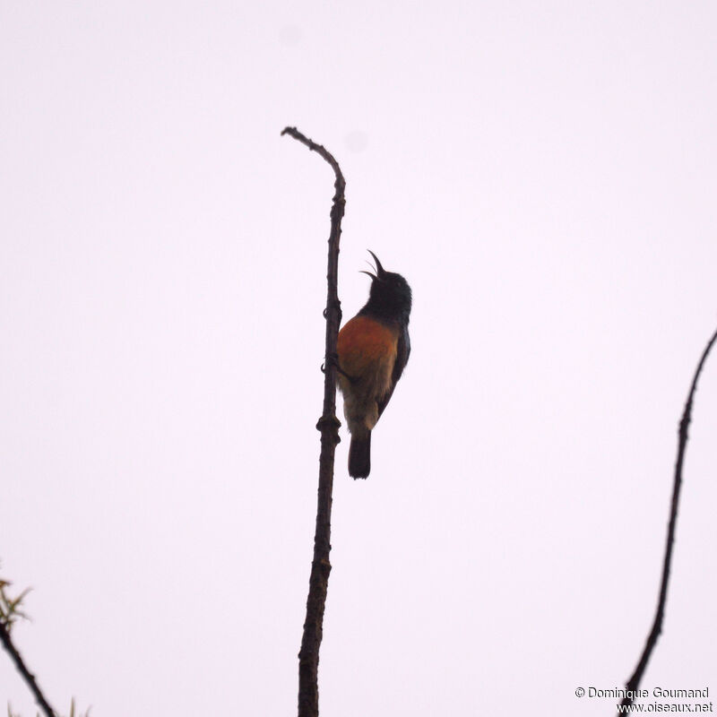 Souimanga à ventre jauneadulte, identification