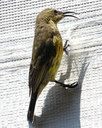 Bronze Sunbird