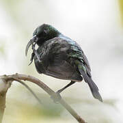 Bronze Sunbird