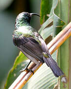 Bronze Sunbird