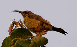 Bronze Sunbird