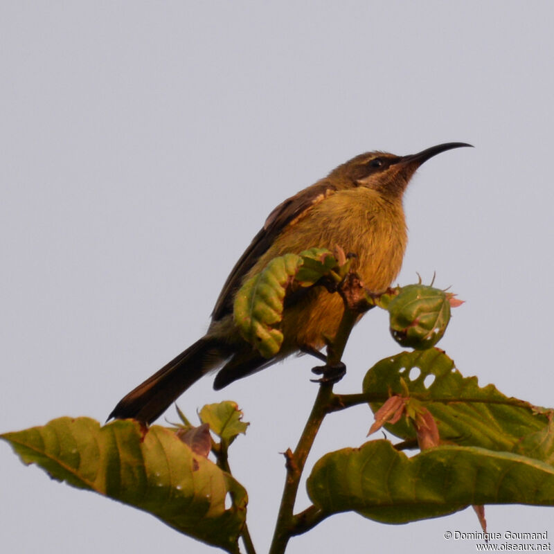 Bronze Sunbird female adult