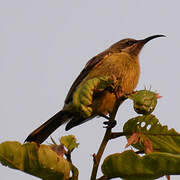 Bronze Sunbird