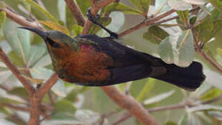 Copper Sunbird