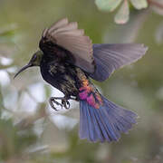 Copper Sunbird