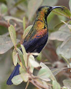 Copper Sunbird