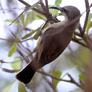 Copper Sunbird