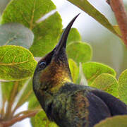 Copper Sunbird