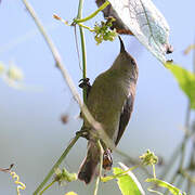 Northern Double-collared Sunbird