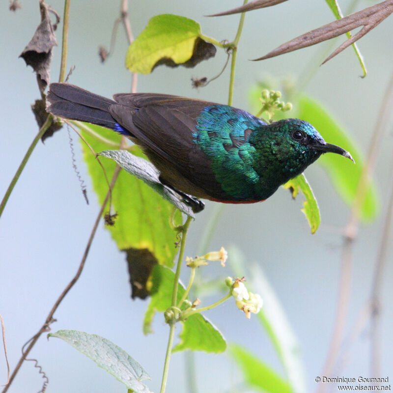 Northern Double-collared Sunbird male adult, identification, eats