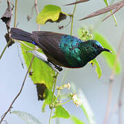 Northern Double-collared Sunbird