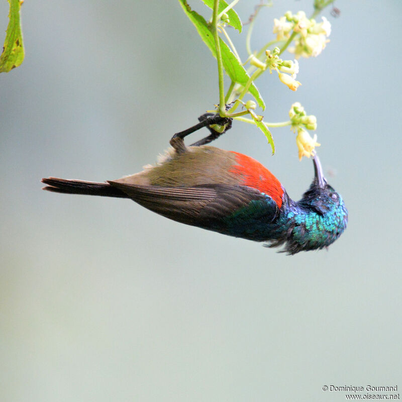 Northern Double-collared Sunbird male adult, identification, eats