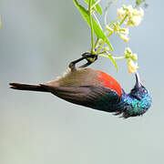 Northern Double-collared Sunbird