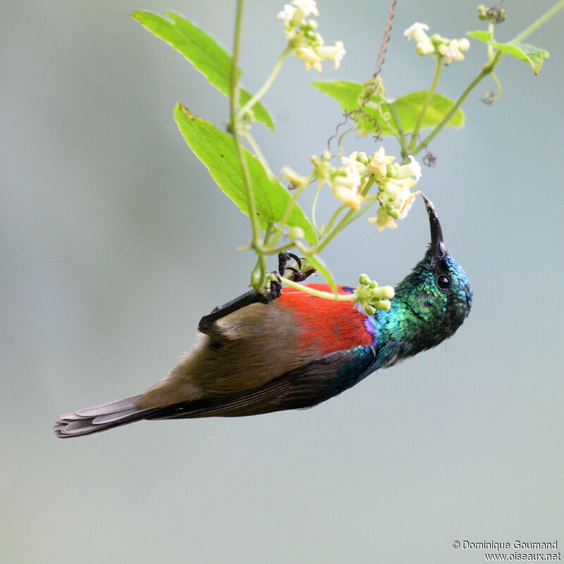 Northern Double-collared Sunbird male adult, identification, eats