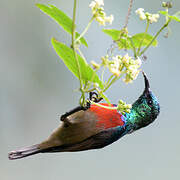 Northern Double-collared Sunbird