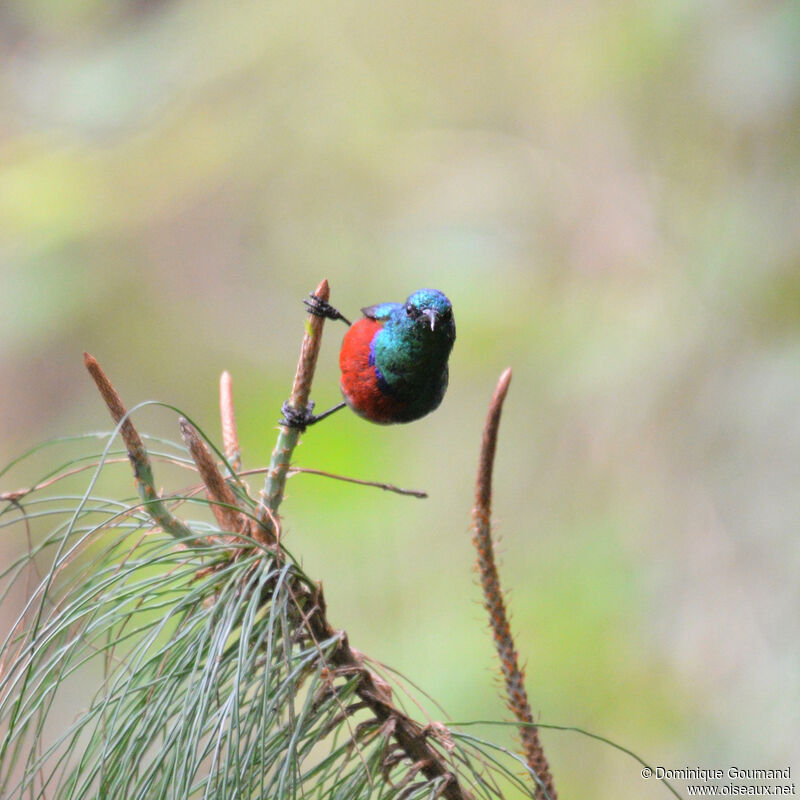 Northern Double-collared Sunbird male adult, identification