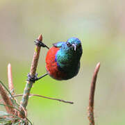 Northern Double-collared Sunbird