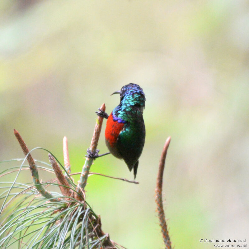 Northern Double-collared Sunbird male adult, identification